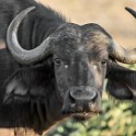 Kruger 061 copia